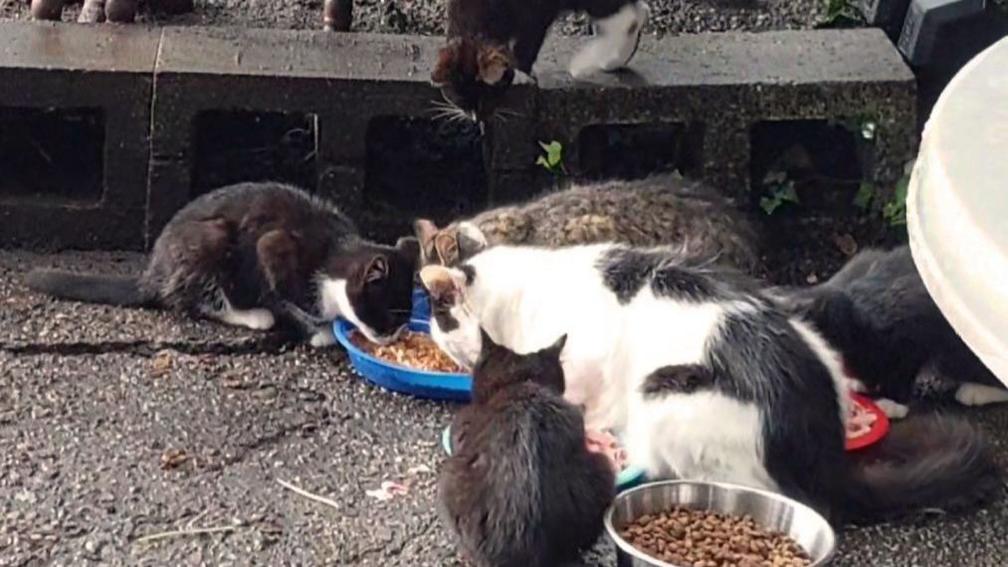 Six black and white, and tabby, cats gather round bowls of wet and dry food on concrete in a garden