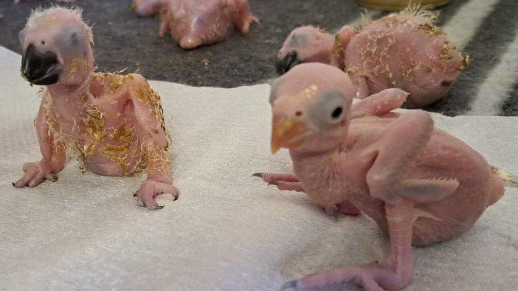 Three chicks and one partial chick at the top of the image. They are without feathers 