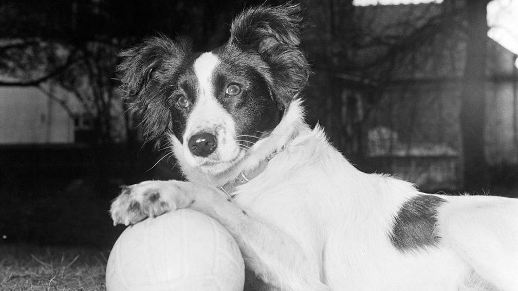 Pickles the dog.