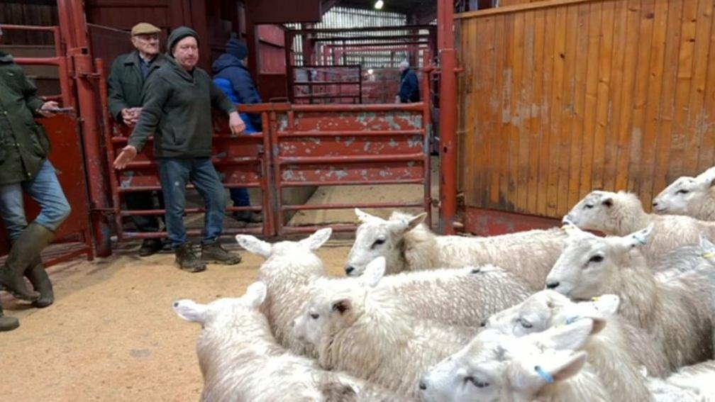 Sheep in auction ring