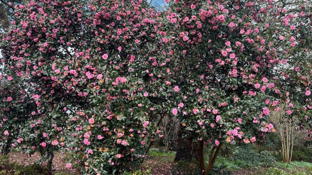 Pink flowering plant at RHS Garden Wisley