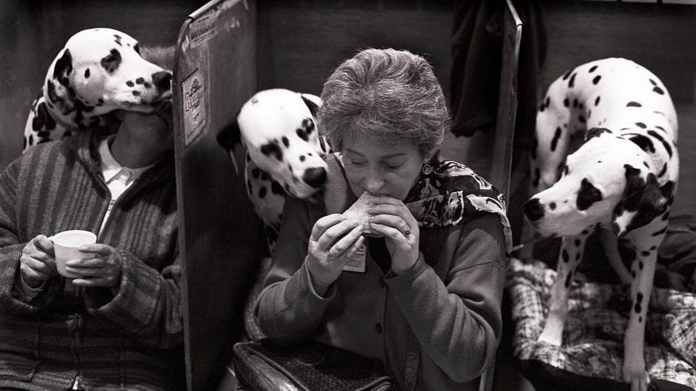 A man and a woman are wearing dark coloured clothing and sitting in dog booths. The woman is eating a sandwich while a Dalmatian peers over her shoulder. Another Dalmatian is leaning over the man's face while he holds a cup. A third Dalmatian is sitting to the right of the woman and peering at her sandwich.