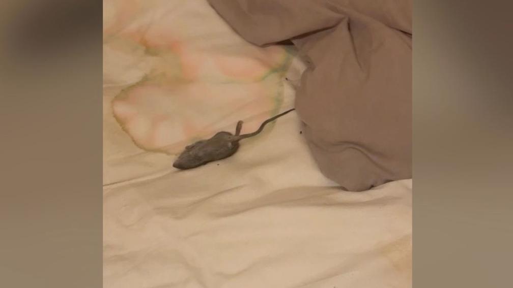 A mouse lying dead on a bed