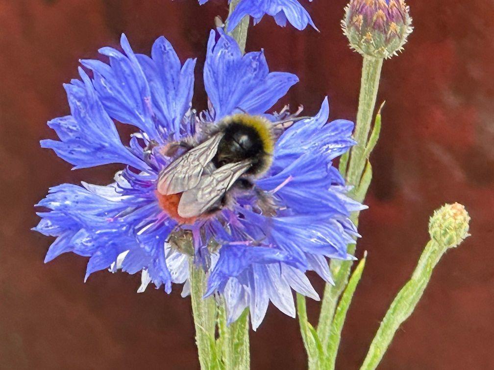 A bee, with its wings closed on a flower with blue petals and green stems.