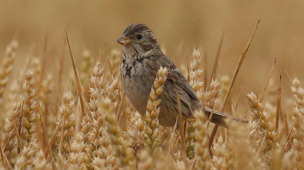 A corn bunting is sat in a corn field.