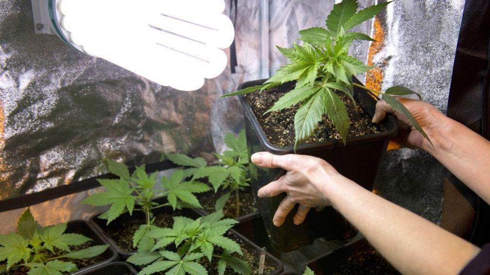 Cannabis plants in pots under a lamp. A person's arms are visible lifting one plant up.