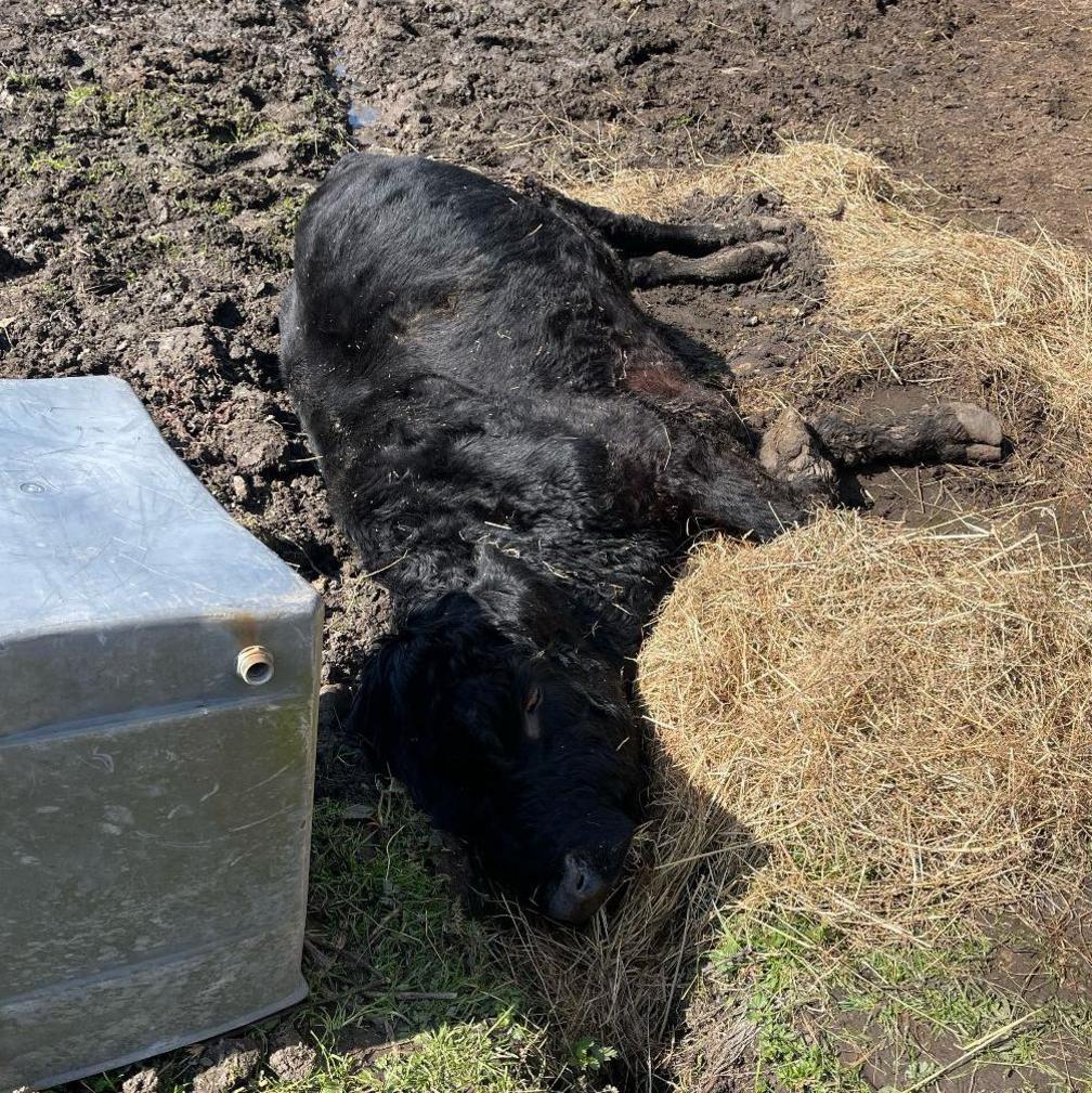 Bull stuck in drainage ditch on farm