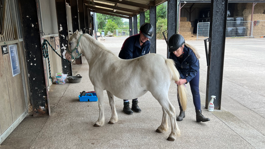 Two members of the team grooming a horse