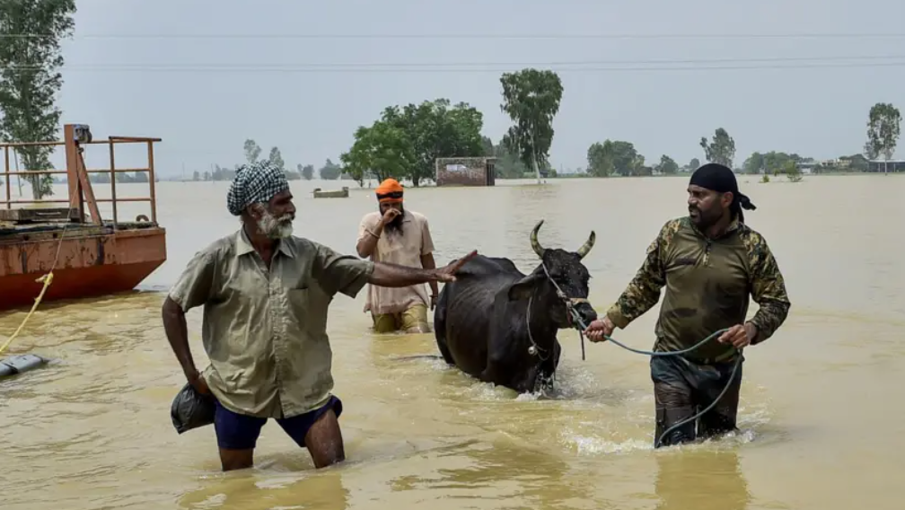 Three men wade through knee-deep dirty water, which stretches into the distance between trees. One man is pulling a cow on a rope.