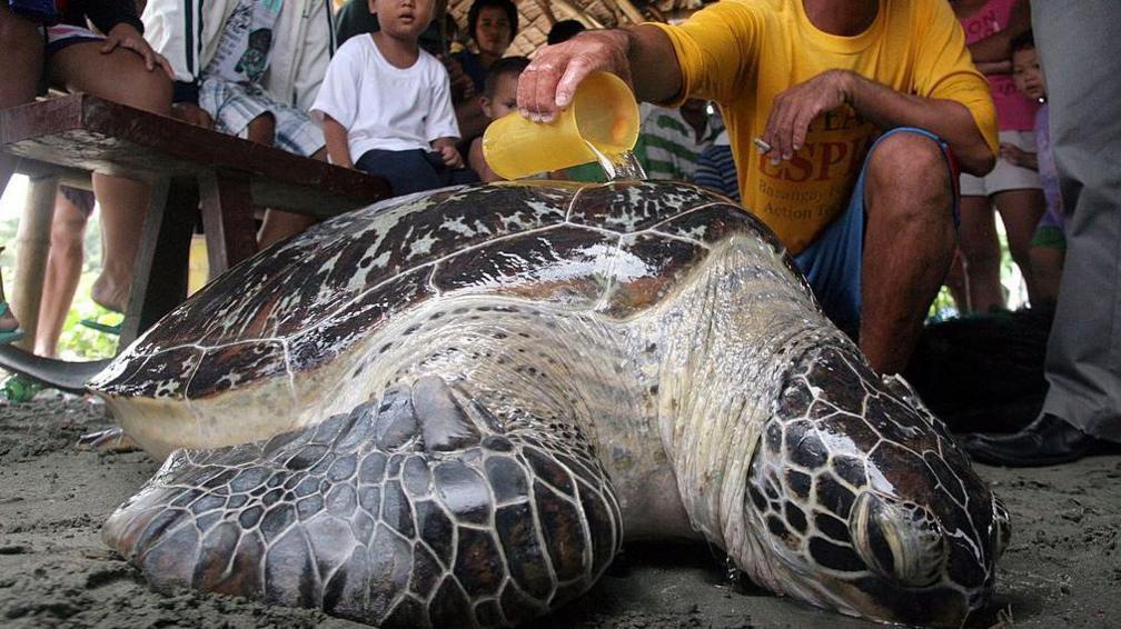 The image shows a large sea turtle being cared for by a person pouring water over its shell, while others look on, during a rescue effort.