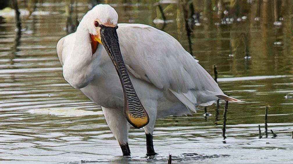 A spoonbill in shallow water