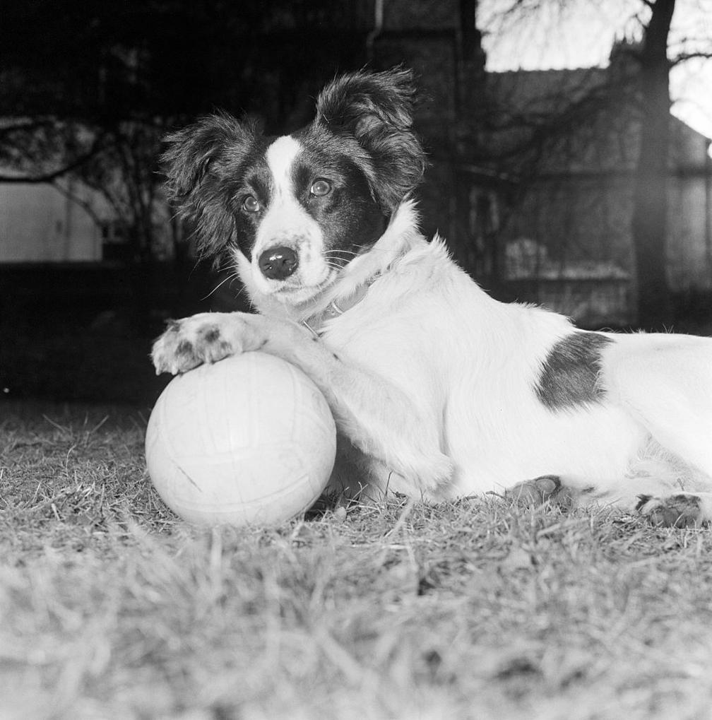 Pickles a black and white collie rests his paw on a ball. 