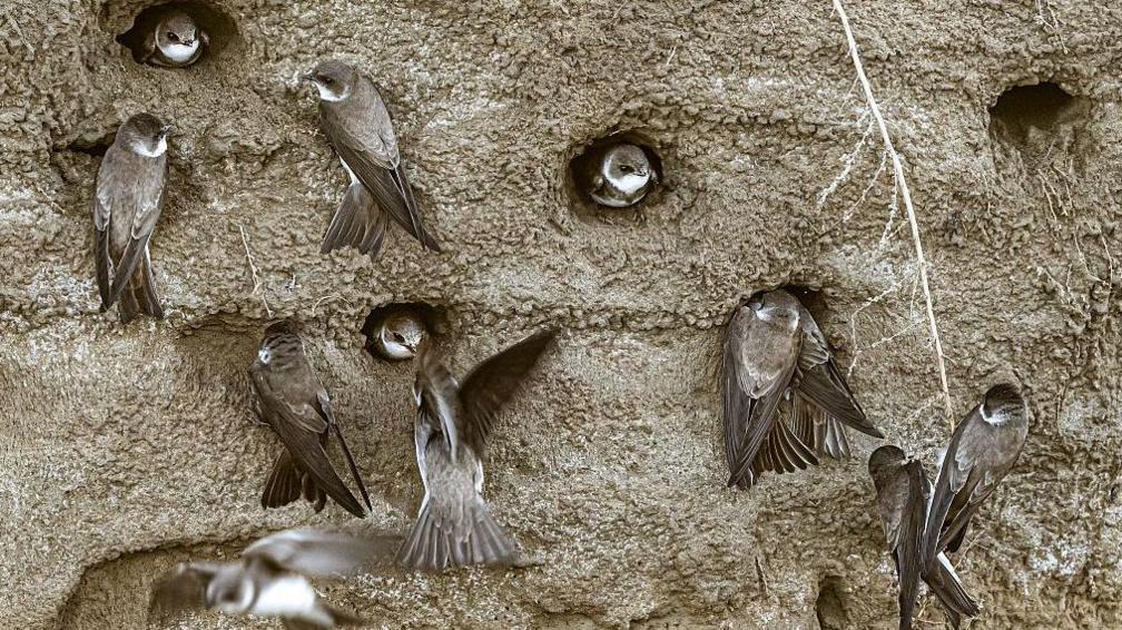 A close-up of lots of sand martins nesting and flying into a sandy muddy bank.