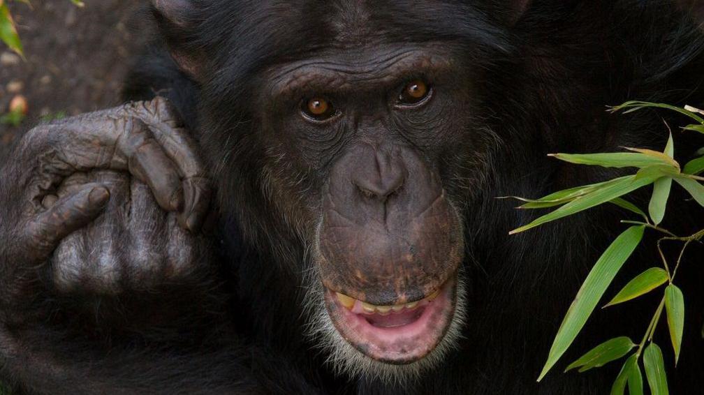 31-year-old Rene the chimpanzee from Edinburgh Zoo