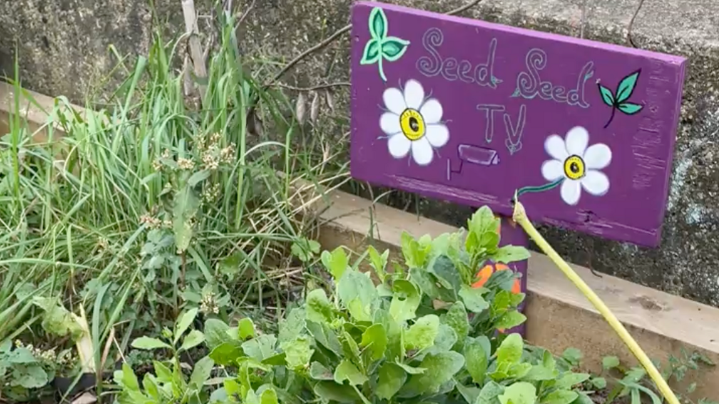 A purple sign reads "Seed Seed TV". It is sat in a plant box with various types of green foliage.