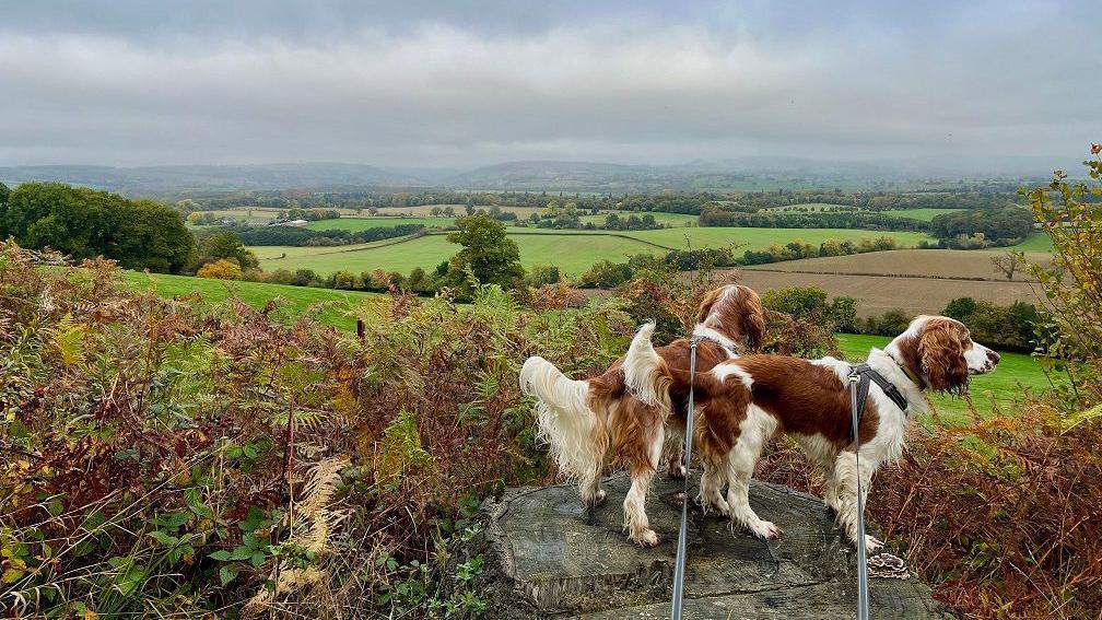 Two dogs look to the right of the frame, on blue leashes, stood on a grey rock. They are mainly brown with white legs and other spots. Behind them are rolling fields.
