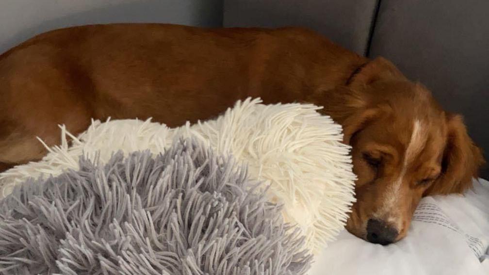 A ginger spaniel dog is asleep on a grey and white bed with comfortable-looking cushions around her