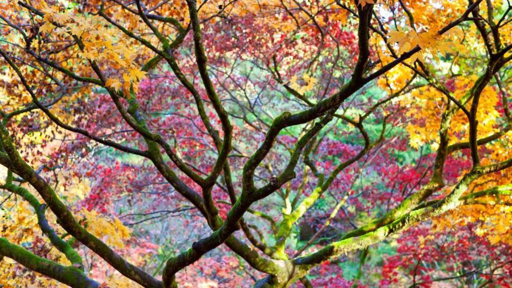 close up of a tree with red and golden leaves in a colourful display