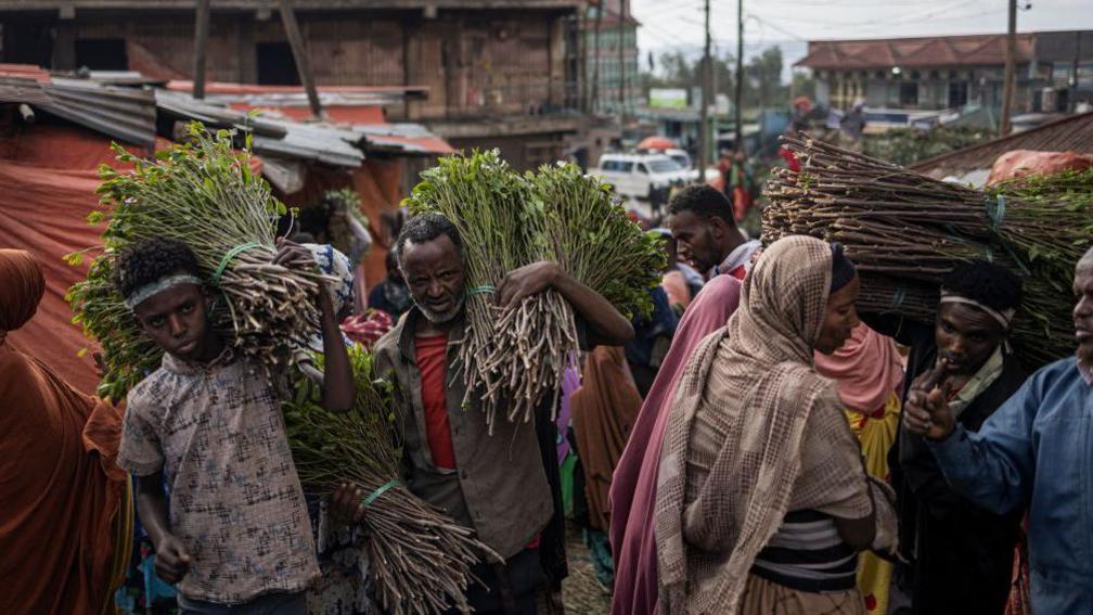 Large bundles of Khat leaves held on the shoulders of people in Ethiopia.