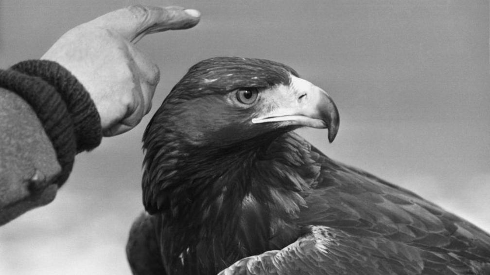 pointing finger and eagle