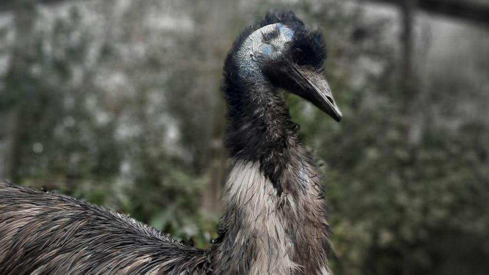 A black, grey and white feathered emu looking to the right, with blue and white colours around his ear, and a pointed black shiny beak. 