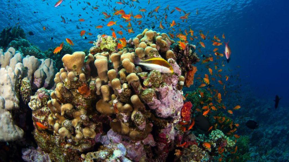 Fish swimming in a coral reef