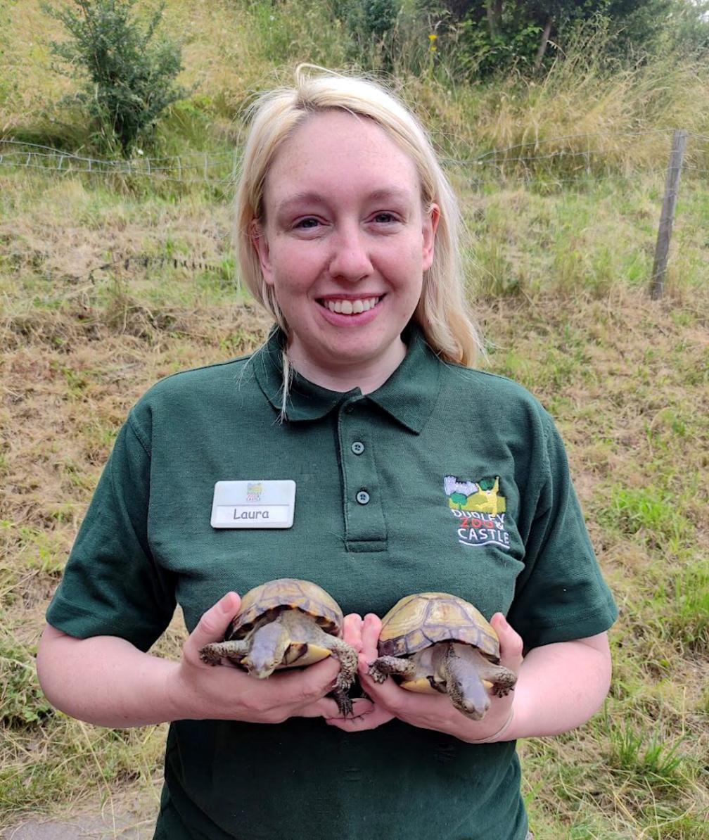 The turtles after being found in Tipton