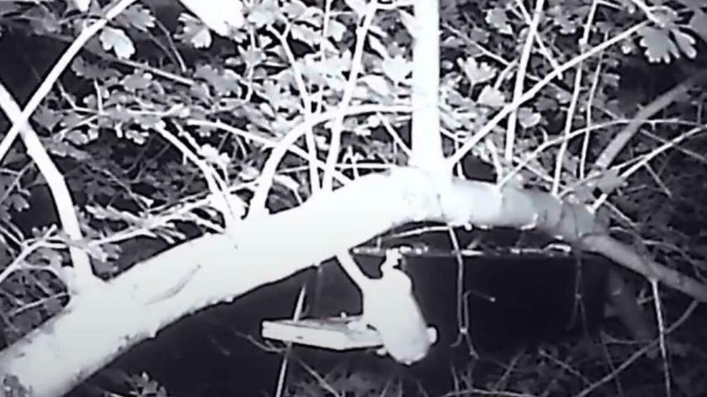 A black and white night camera shot showing a low tree branch with a dormouse in view. 