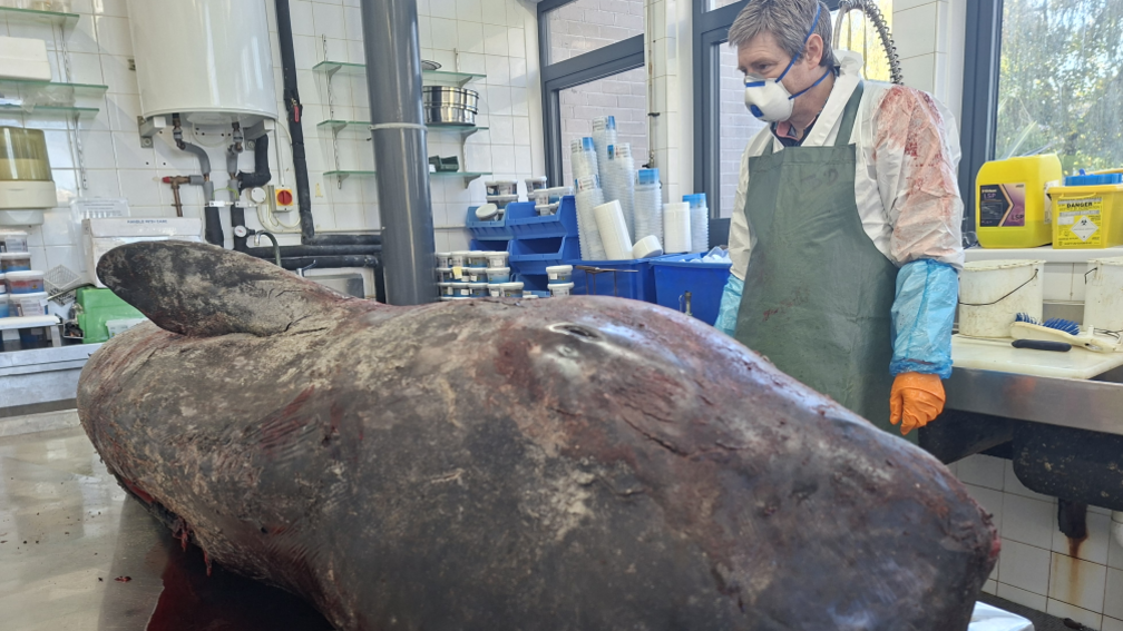 The narwhal is propped up on a medical table inside a laboratory. 
A man in a white shirt and green apron with medical gloves and mash is pictured beside the animal. 