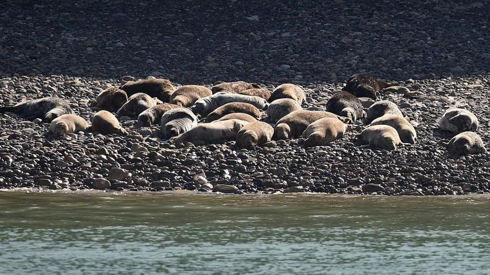 Seals sunbathing on a pebbled beach with the sea in the foreground