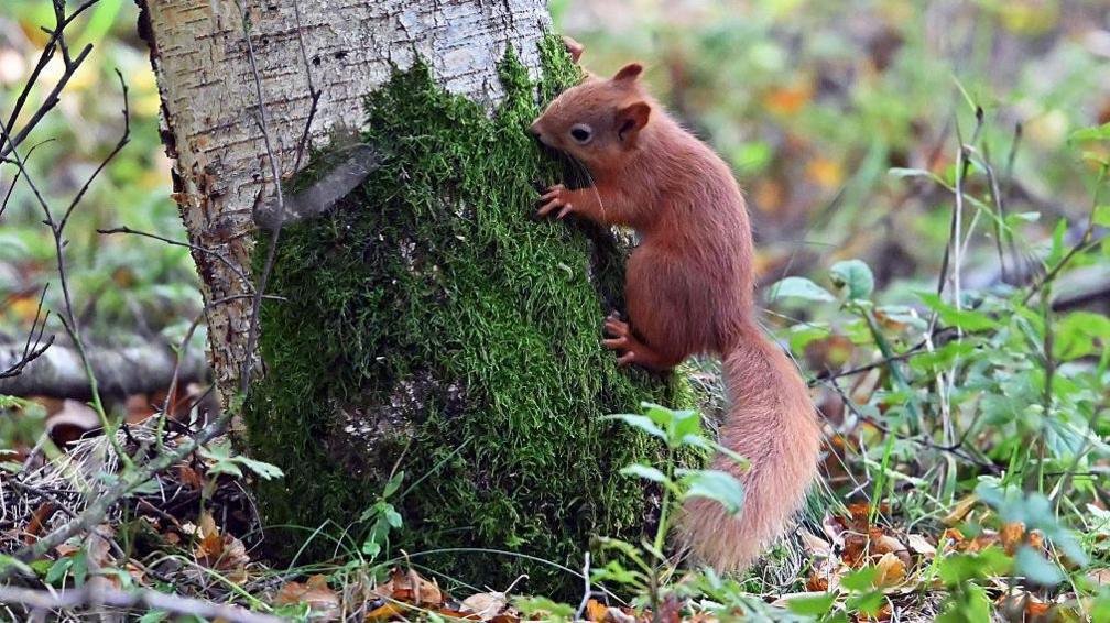 A red squirrel climbs a mossy tree