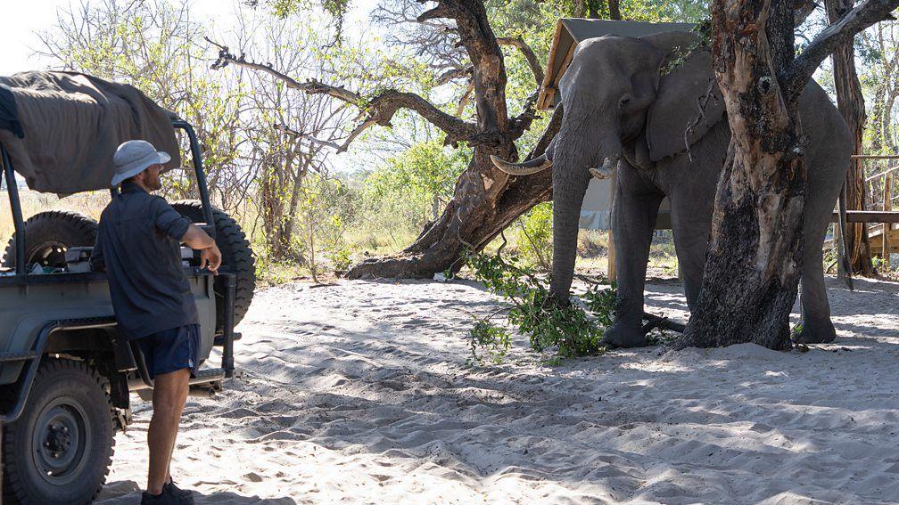 A man leans against a truck as he looks up at an elephant standing between two tree stumps during the filming of BBC series Big Cats 24/7