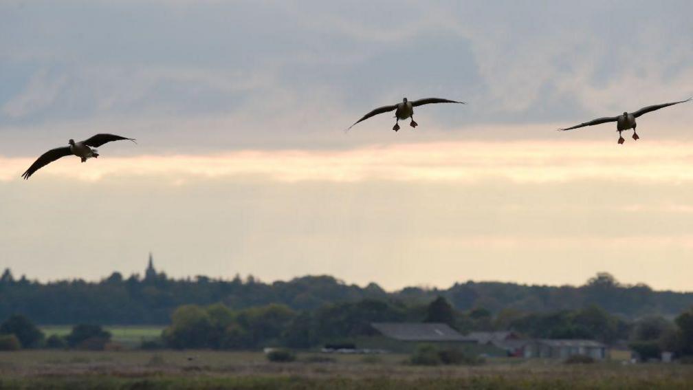 A view of three flying birds in a partially silhouetted sky over Martin Mere nature reserve