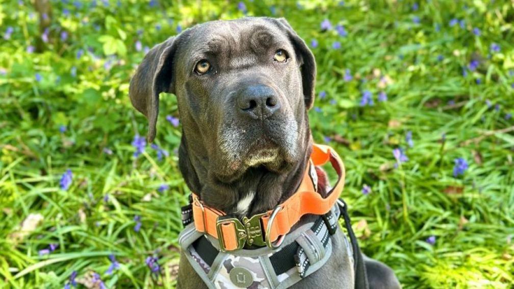 A large, greyish brown dog sitting on green grass covered with purple flowers. The dog has a harness and orange collar. It is looking up with an immovably unimpressed expression, as if a human had suggested it shouldn't take over the sofa.