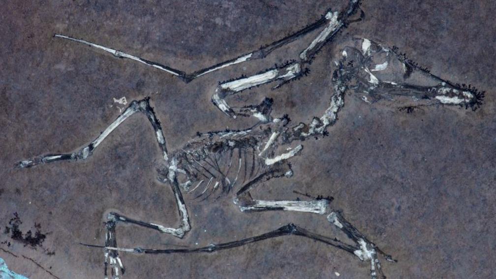 The skeleton of hatchling Pterodactylus, nicknamed Lucky, illuminated under UV light