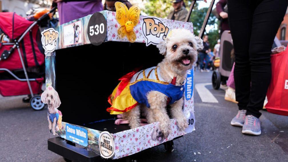 dog dressed up like a pop figure