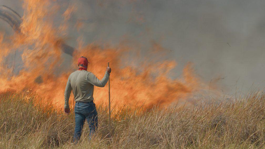 A man stands with a walking stick in the middle of a field of grass and watches as flames rip through the grass during the filming of BBC series Big Cats 24/7