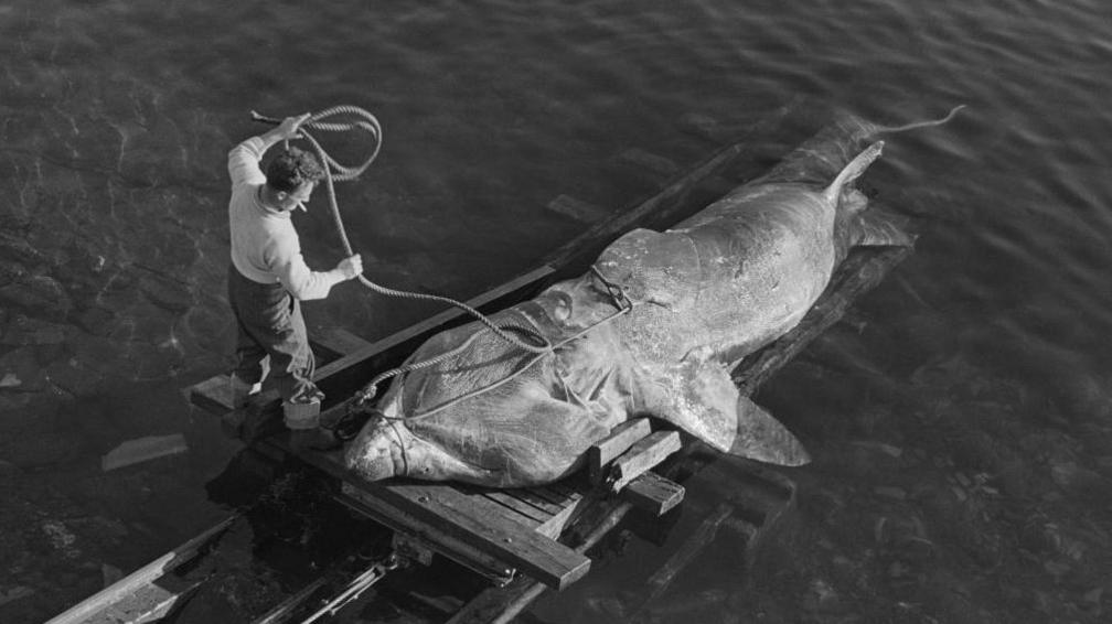 A shark hunter holds a rope attached to basking shark that has been landed on a shore