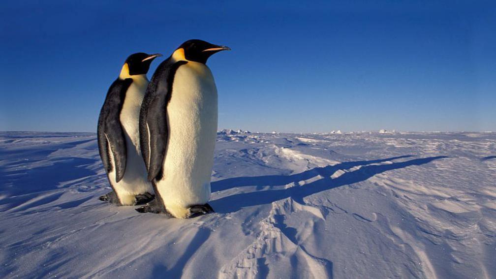 Two penguins stand on ice in Antarctica