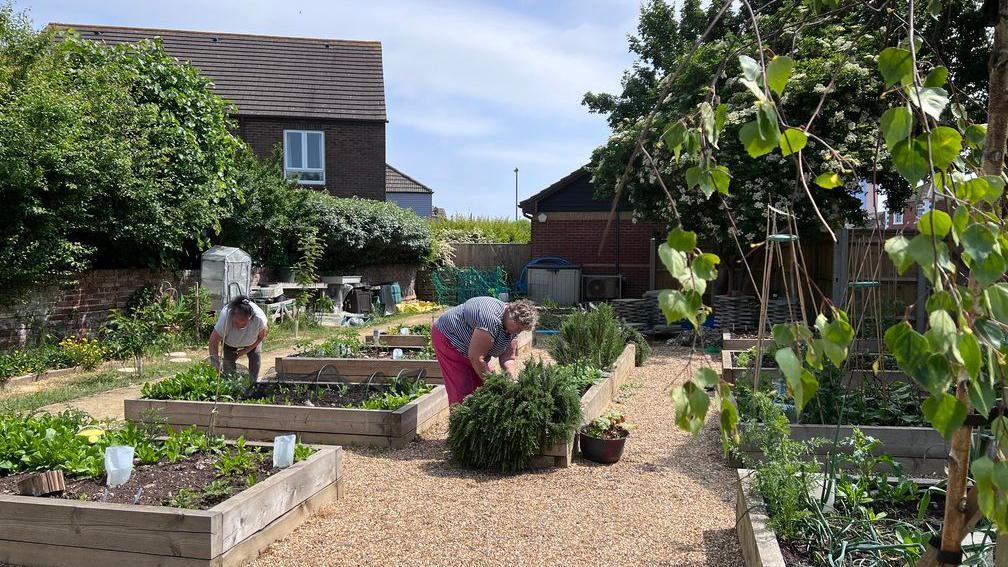 Image shows two women tending raised beds with vegetables and herbs planted in. In the background is a hedge and row of trees and there's vines to the right.