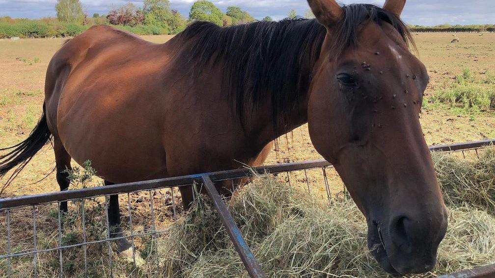 A horse leans over a metal fence to feed from straw. The horse is brown in colour and some flies are on its head.
