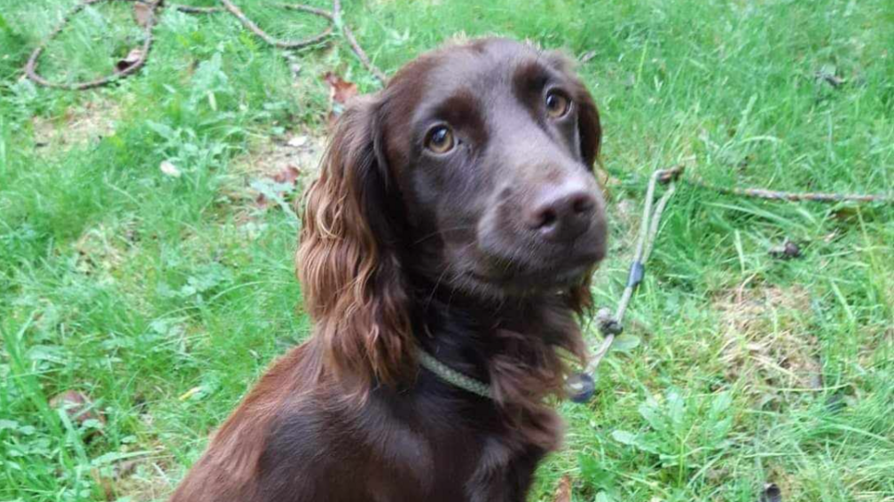 A brown spaniel with a white cord collar sitting on the grass