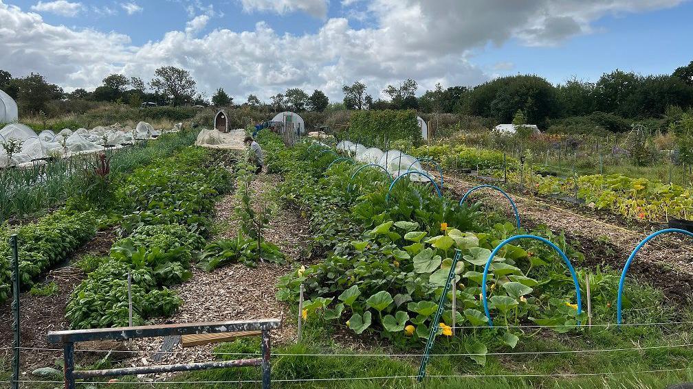 Green veg patch in rows on the farm with a fence around