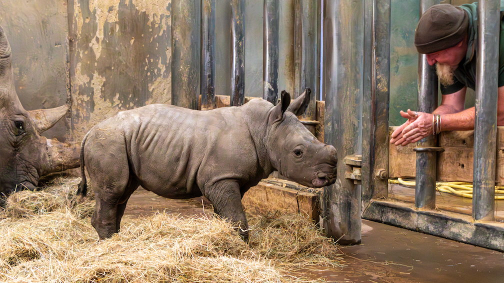 A rhino calf is seen looking towards a man wearing a green t-shirt and brown hat who is learning through the door of the enclosure.
