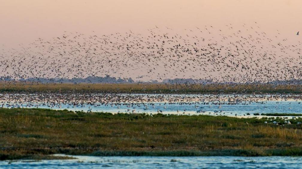 Mixed wader flock on the Wash at sunset