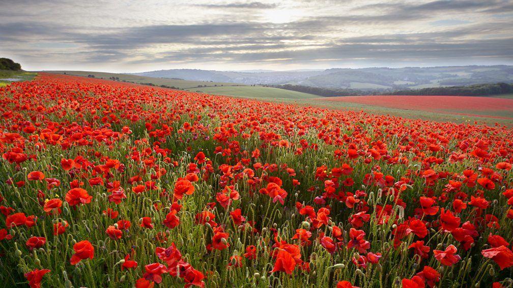 field of poppies