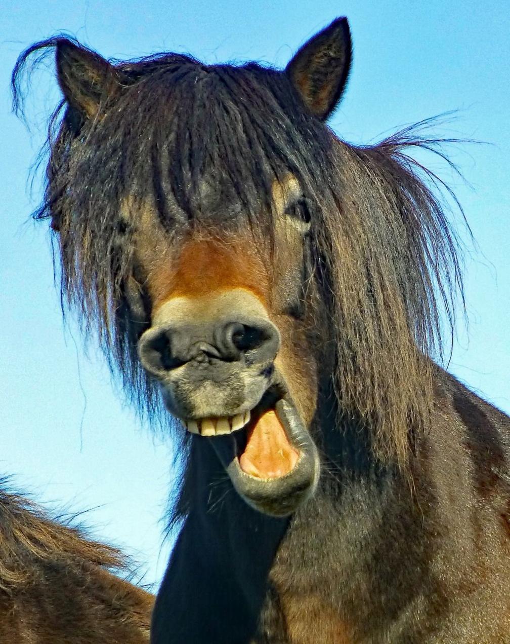 Close-up of a pony who has twisted his face, making it resemble a laugh