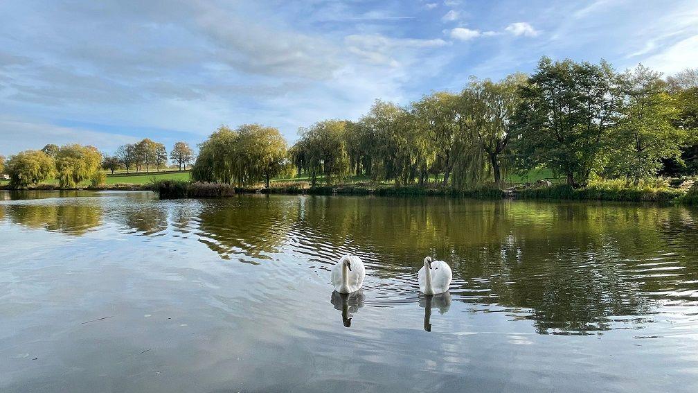 Two swans swim near to the camera on a lake. Several trees can be seen behind them at the edge of the lake.