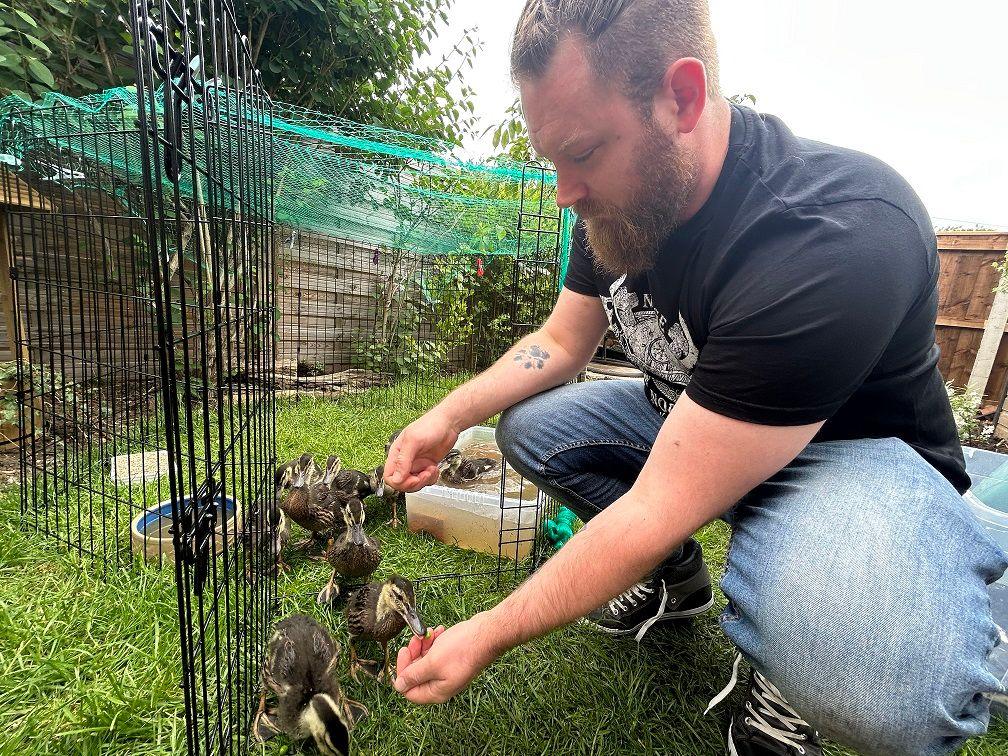 James Carter with the ducklings in his garden. He is feeding one. They others are in a makeshift pen.