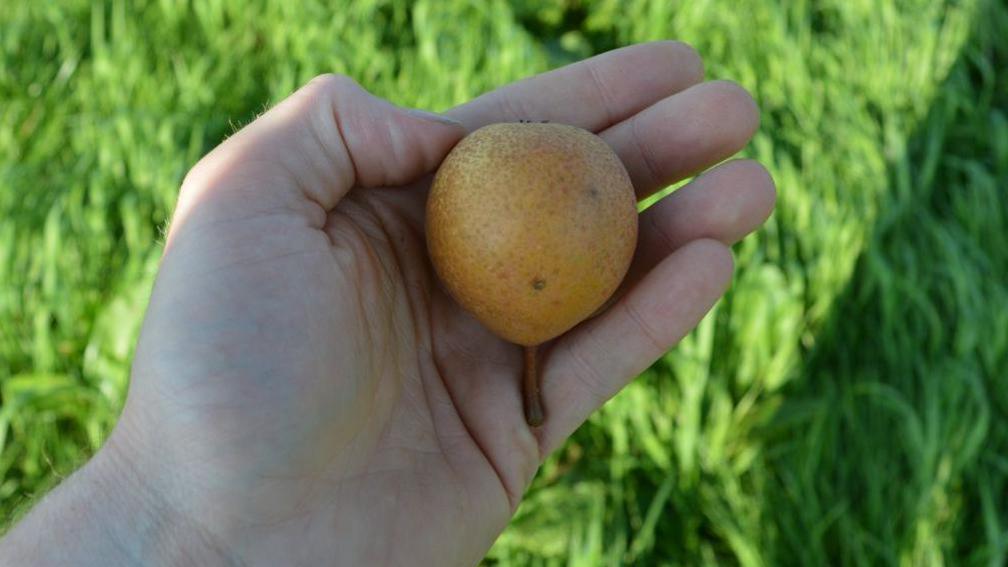 A hand is holding the CR5 pear which is slightly smaller than the CR7 pear. It has a speckled skin which is light green and yellow.